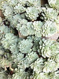 Full frame shot of succulent plant