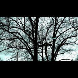 Low angle view of bare trees against sky