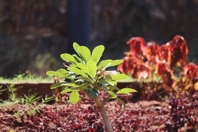 Close-up of plant