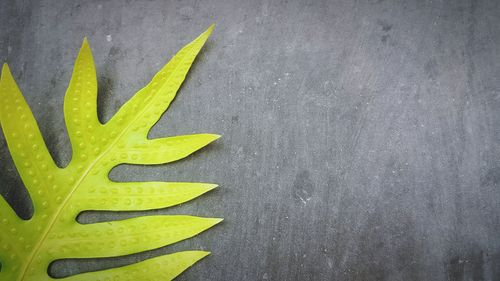 High angle view of yellow leaf on wood