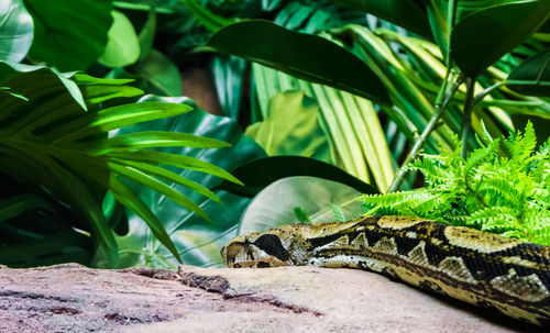 Close-up of a lizard