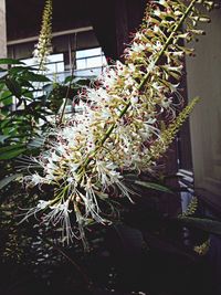 Close-up of plant with tree