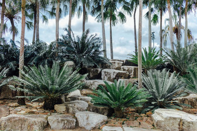 Palm trees and plants against sky