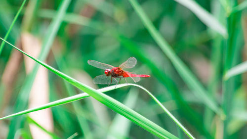 Close-up of insect on grass