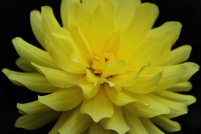 Close-up of yellow flower against black background