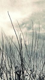 Close-up of plants against sky