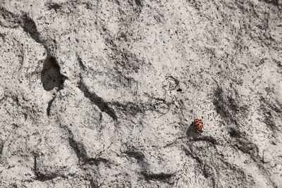 High angle view of ladybug on rock