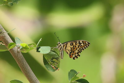 Butterfly pollinating flower