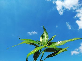 Low angle view of fresh green plant against blue sky