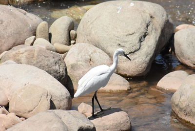 View of birds perching on rock in lake