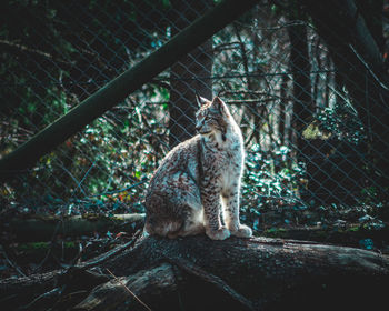 Cat sitting in a fence