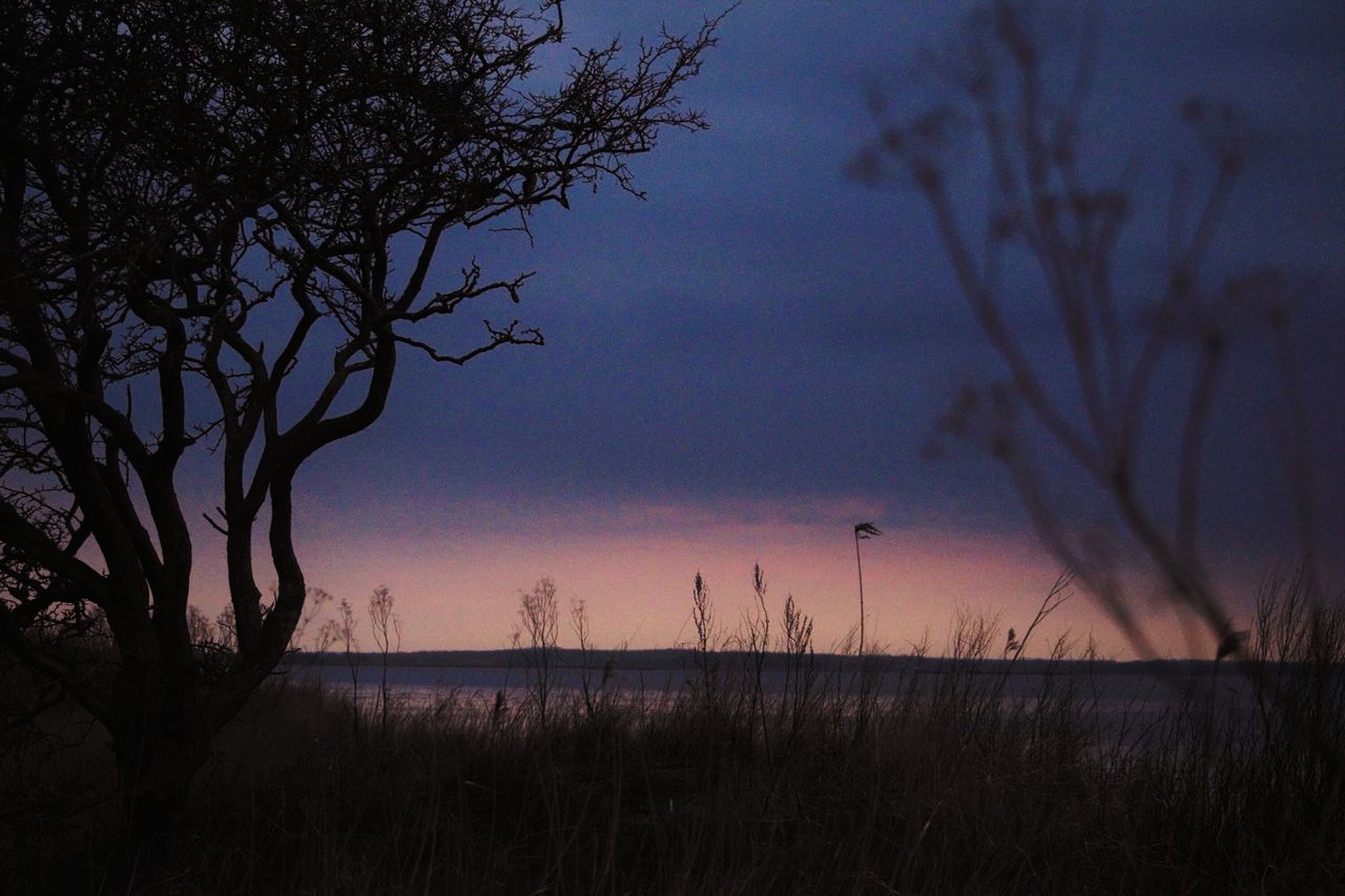 tranquility, tranquil scene, water, scenics, silhouette, sunset, beauty in nature, sky, nature, sea, plant, horizon over water, dusk, idyllic, branch, growth, non-urban scene, outdoors, lake, shore