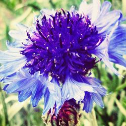 Close-up of purple flowers