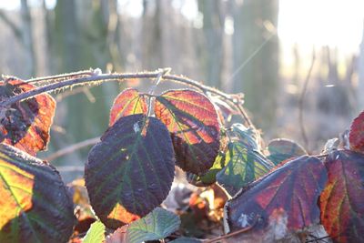 Close-up of autumn leaves on tree