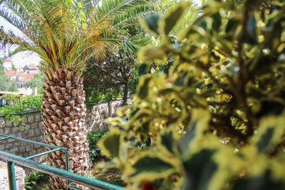 Close-up of palm tree with plants in foreground