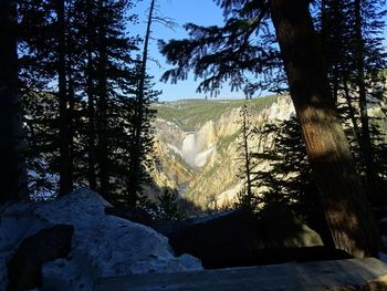 Trees in forest against sky during winter