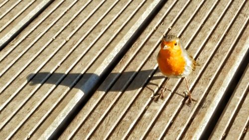 High angle view of bird in cage