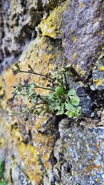 Close-up of ivy growing on tree trunk