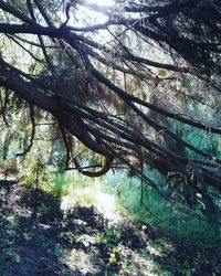 View of trees in forest