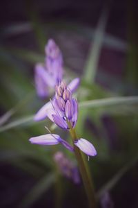 Close-up of pink flower blooming outdoors