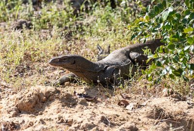 Side view of a reptile on field