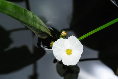 Close-up of white flowering plant