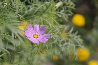 Close-up of purple flowering plant