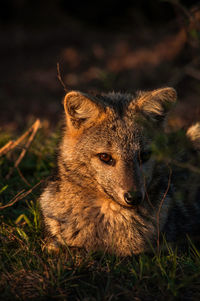 Close-up portrait of a rabbit on field