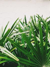 Close-up of wet grass growing on field