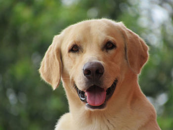 Close-up portrait of dog