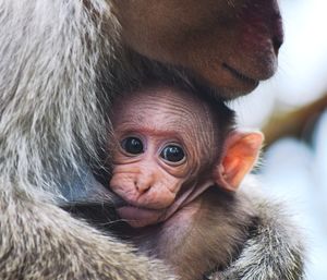 Close-up portrait of a monkey and baby