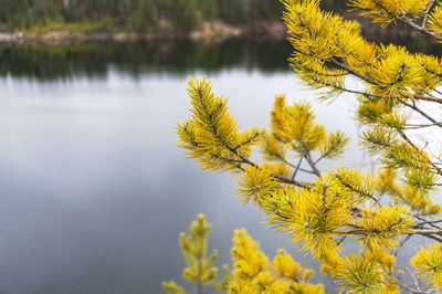 Yellow green branches of a pine tree close-up on the background of a lake. autumn ,copy space