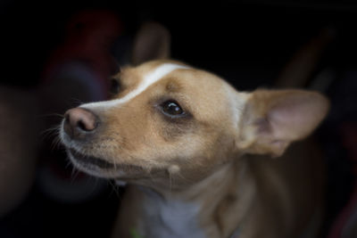 Close-up of dog looking away