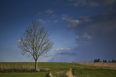 Bare tree on field against sky