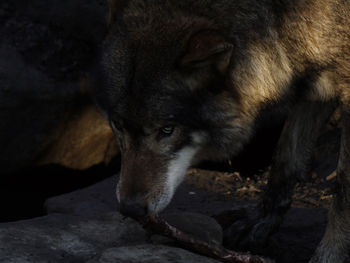 Close-up of wolf on rocks in cave