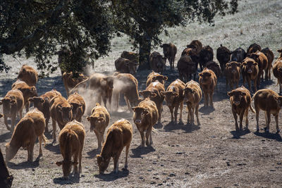 High angle view of horses on field