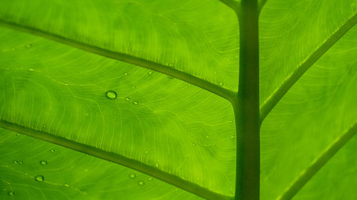 Close-up of raindrops on green leaves