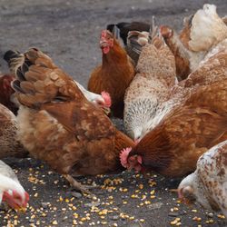 Chickens eating corn on field