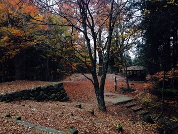 Trees on field during autumn
