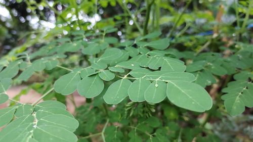 Close-up of raindrops on leaves