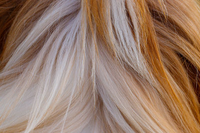 Close-up of dog fur
