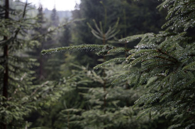 Close-up of moss on tree in forest