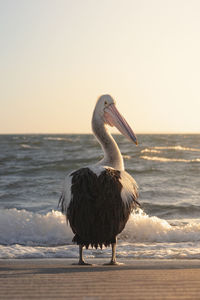 View of bird on beach