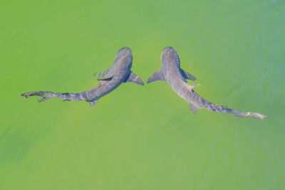 Birds swimming in sea