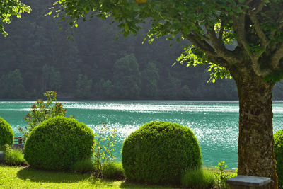 Scenic view of sea against trees