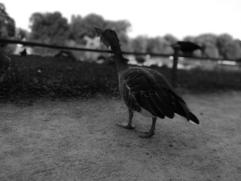 Side view of a bird on field