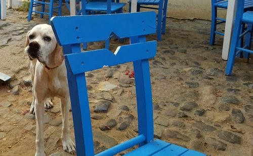 Close-up of dog on beach