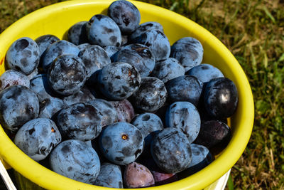 High angle view of fruits in container