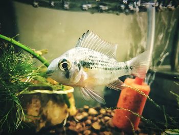 Close-up of fish swimming in tank