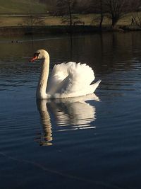 Swan swimming in lake